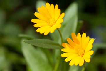 並んだカレンデュラ