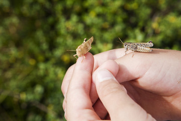 SALTAMONTES