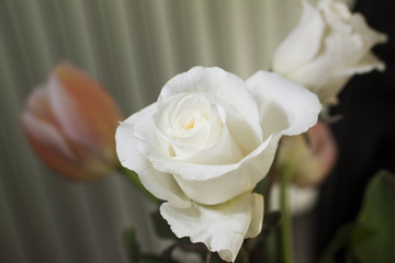 White rose
