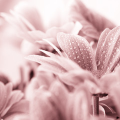 Plakat Beautiful daisy flowers closeup
