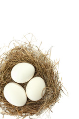 White egg in the nest