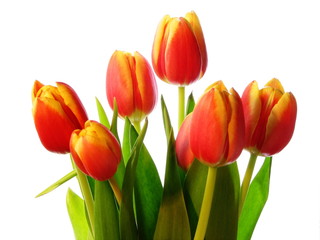 Tulips bouquet