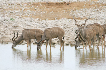 Koudous s'abreuvant à un point d'eau
