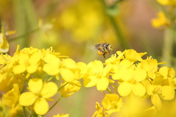 a honeybee flying on yellow flower