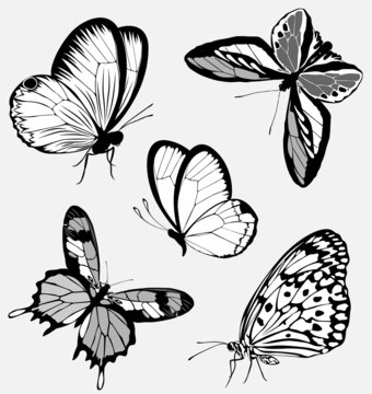 Set  black white butterflies of a tattoo