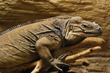 Cuban Iguana