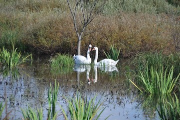 łabędzie © agnieszkalll