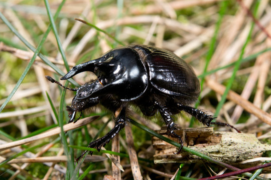 seltener Stierk&auml;fer, m&auml;nnlich