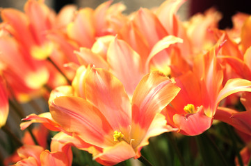 Fototapeta na wymiar Tulip. Flowers