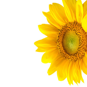 Isolated yellow sunflower