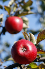 Red apples on the tree