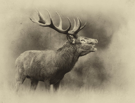 cerf chasse chasseur tradition brame bois cors cervid&eacute; mammif&egrave;r