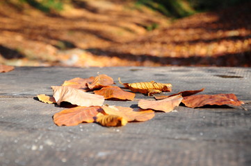 yellow autumn leaves