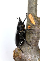 Hirschkäfer