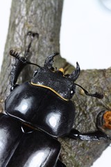 Hirschkäfer