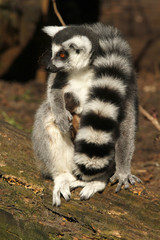 Ring-tailed lemur wiht its tail curled around a baby