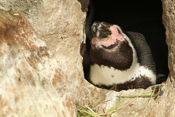 Humboldt penguin sitting in its burrow