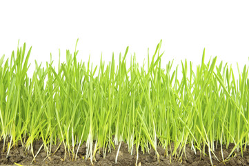 Obraz premium green lawn