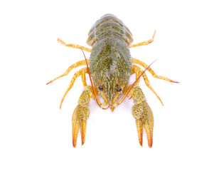 crawfish