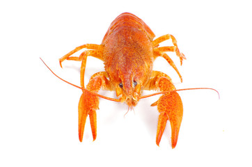 crayfish