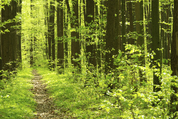 Fototapeta premium forest
