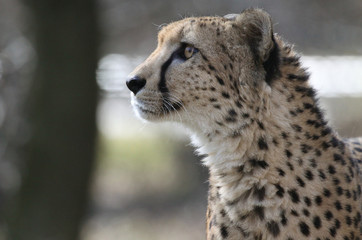 Gepard