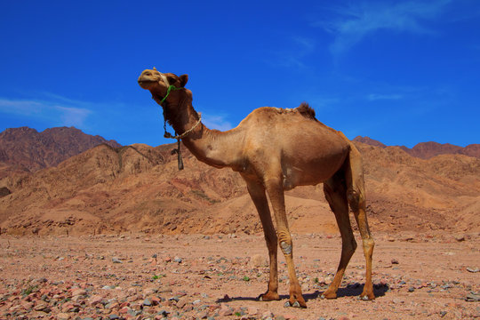Camel in the Sahara Desert