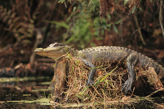 Alligator basking on a stump - Okefenokee Swamp, Georgia
