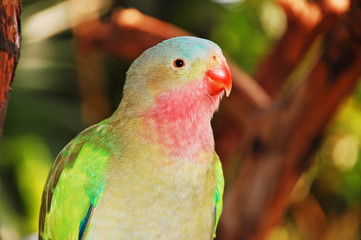 Colorful princess parrot
