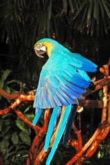 Blue african parrot spreading wings
