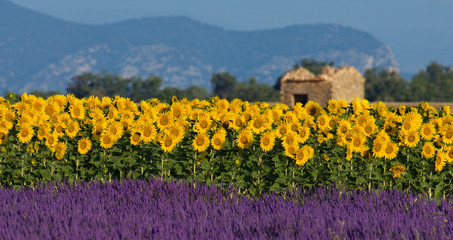 Fototapeta premium Lawendowe i słonecznikowe ustawienie w Provence, Francja