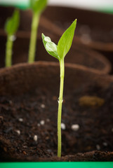 plant grow in a greenhouse