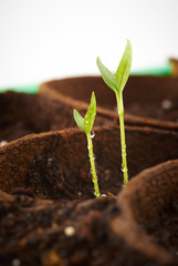plant grow in a greenhouse