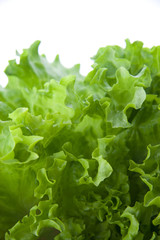 Green lettuce salad 10