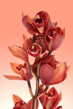 Fototapeta Pink orchid