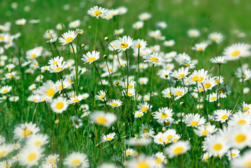 Camomiles in field