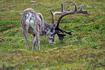 Rentier - Rangifer tarandus