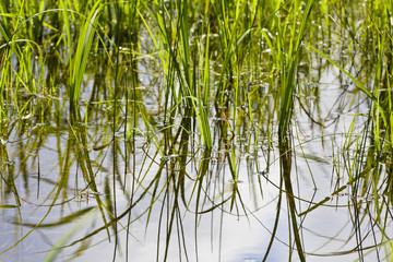 Obraz premium Grass at the waters edge