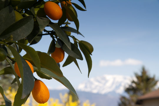 Kumquats