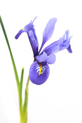 Iris