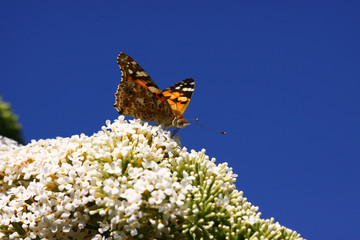 Butterfly cynthia cardui, la belle dame