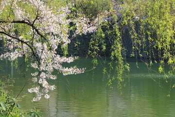桜と柳 © tenboh siyaraku