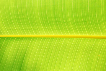 From banana leaves