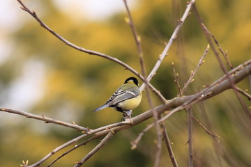 Black Tit