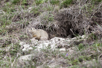 gopher standing near borrow