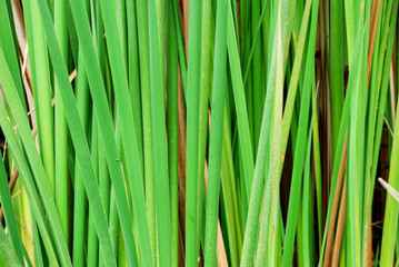 Papyrus background green