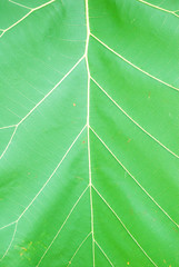 Leaves of teak
