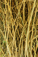 bambu background