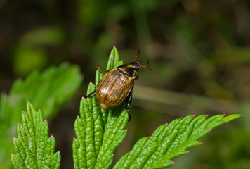 Beetle (Chafer) on leaf 3