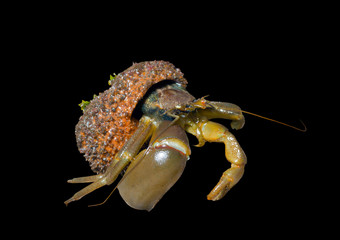 Hermit crab 31